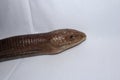 Lizard or snake Burton`s legless lizard : Lialis burtonis its characteristics: possessing eyelids, possessing external ear opening