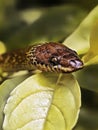 lizard snake in the garden