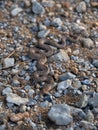 Lizard snake Malpolon monspessulanus mimics on rocks in Greece