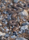 Lizard snake Malpolon monspessulanus mimics on rocks in Greece