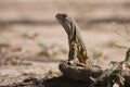 Lizard from south Thailand Royalty Free Stock Photo