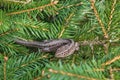 Lizard on spruce branches Royalty Free Stock Photo