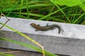 Lizard square log wood green Royalty Free Stock Photo