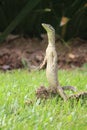 Lizard standing Royalty Free Stock Photo