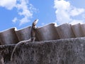 Lizard standing on top of wall watching the clouds in the sky. Funny animals Royalty Free Stock Photo