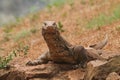 a lizard stared curiously Royalty Free Stock Photo