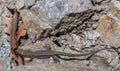 Lizard staying on a rock