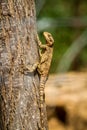 Lizard - Stellagama stellio, fauna of Israel Royalty Free Stock Photo