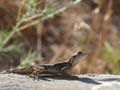 Lizard stellagama stellio Royalty Free Stock Photo