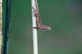 Lizard on a stick