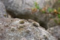 Lizard sticks his head above a rock Royalty Free Stock Photo