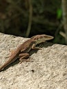 Lizard on a Stone