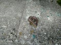 Lizard on stone concrete without tail Animal reptilia curled in summer day