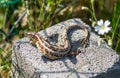 Lizard on a stone Royalty Free Stock Photo