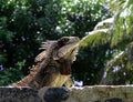 Lizard on stone wall