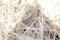 Lizard in straw grass Royalty Free Stock Photo