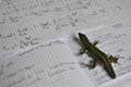 Lizard studyng thermodynamics