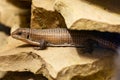 Sudan plated lizard - Gerrhosaurus major Royalty Free Stock Photo