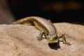 Lizard Sun Baking On A Rock Royalty Free Stock Photo