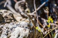 Lizard sun bathing on stone in Albania Royalty Free Stock Photo