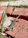 Lizard in the sun, cottage, red brick Royalty Free Stock Photo