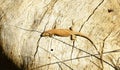 Lizard in the sun Royalty Free Stock Photo