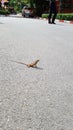 Lizard sunbather life enjoying wild life Royalty Free Stock Photo