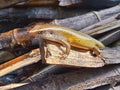 A lizard is sunbathing in the morning Royalty Free Stock Photo