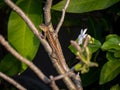 Lizard Sunbathing on a Plant