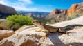 Lizard sunbathing on rock in scenic desert landscape with blue sky and red cliffs Royalty Free Stock Photo