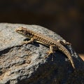 A lizard is sunbathing on a textured, rough gray rock. The lizard Royalty Free Stock Photo