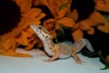 lizard in sunflowers, leopard gecko Royalty Free Stock Photo