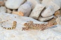 Lizard tail loss - Mediterranean Gecko