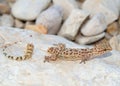 Lizard tail loss - Mediterranean Gecko