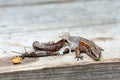 Lizard without tail in the process of molting on a wooden background
