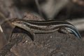 Lizard take sun, Africa Royalty Free Stock Photo