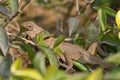 Lizard taking morning heat from sun at tree branch