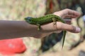 lizard on a tanned children`s hand