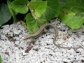 Lizard in the terarium Royalty Free Stock Photo