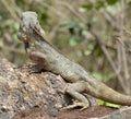 Lizard with thick scales warming up on hot rock