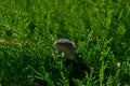 Lizard in the thuja green bush