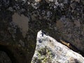 Lizard on the Top of Moro Rock with its solid rock texture - Sequoia National Park Royalty Free Stock Photo