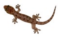 The Lizard Royalty Free Stock Photo