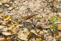 Lizard in the trail in Santiago do Cacem