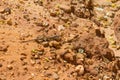 Lizard in the trail in Santiago do Cacem