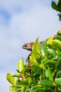 Lizard on a tree