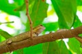 Lizard on the tree