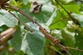 Lizard on the tree