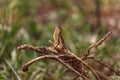 Lizard on the tree branch Royalty Free Stock Photo