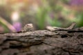 Lizard on a tree